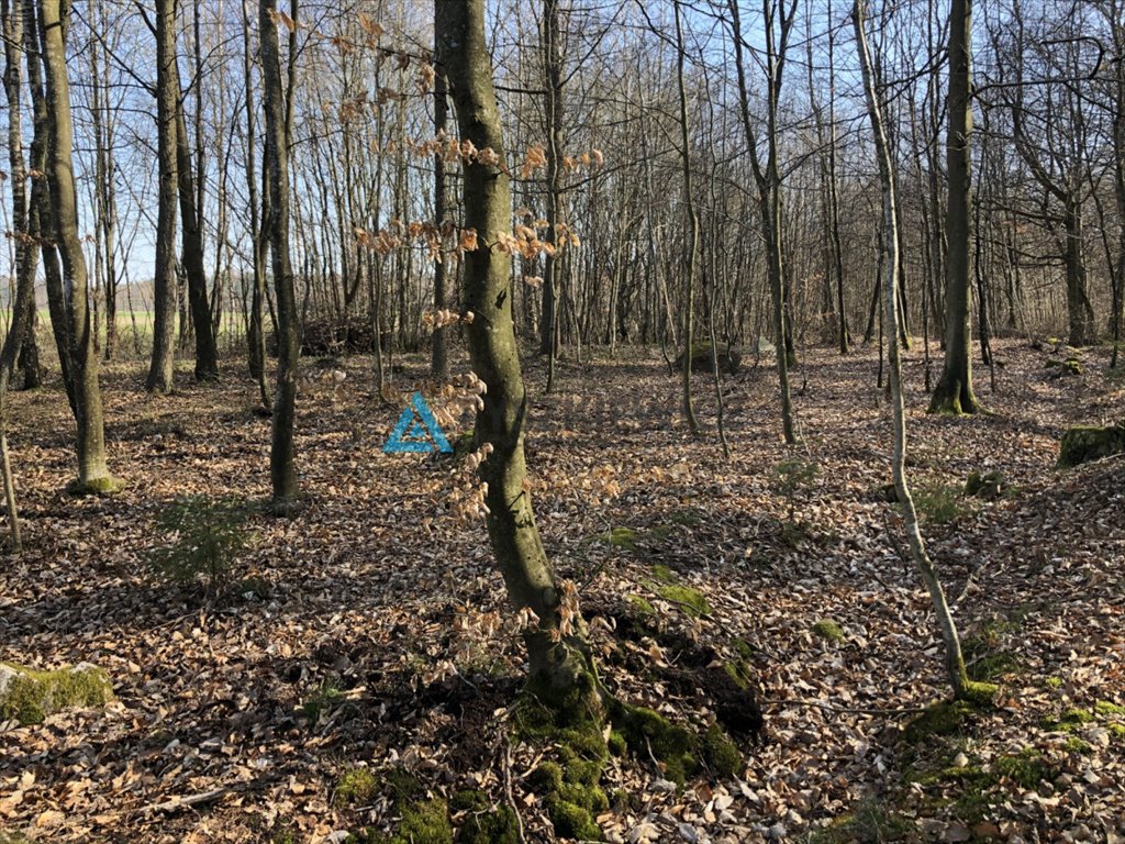 Działka siedliskowa na sprzedaż Tępcz  3 000m2 Foto 4