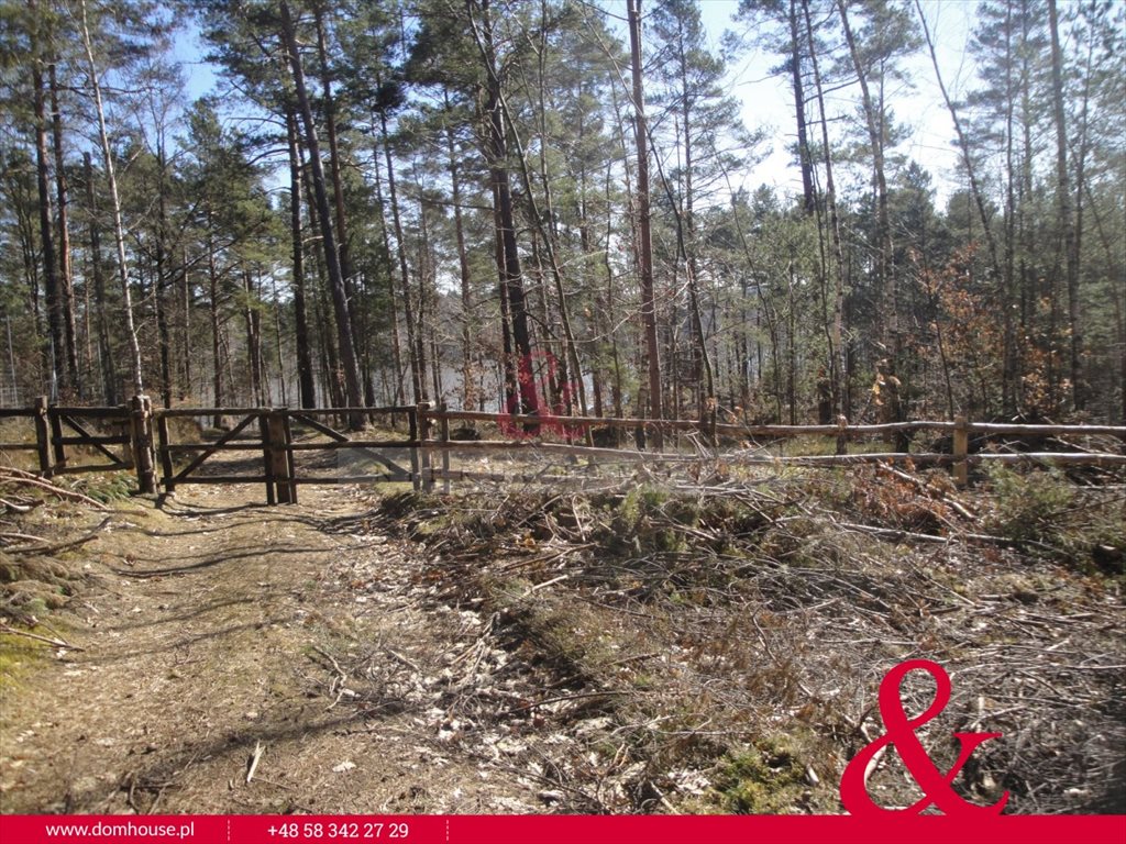 Działka leśna na sprzedaż Borek Kamienny  3 100m2 Foto 5