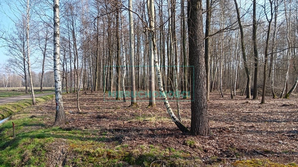 Działka leśna z prawem budowy na sprzedaż Jaktorów  8 700m2 Foto 18