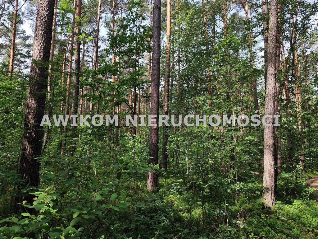 Działka 3ha z lasem, media, zabudowa, asfalt, 70% biologicznie Grabina Radziwiłłowska  30 000m2 Foto 1