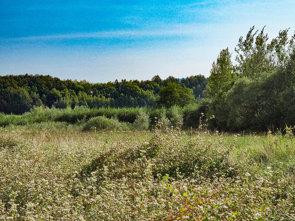 Działka inna na sprzedaż Wilkanów  1 500m2 Foto 11