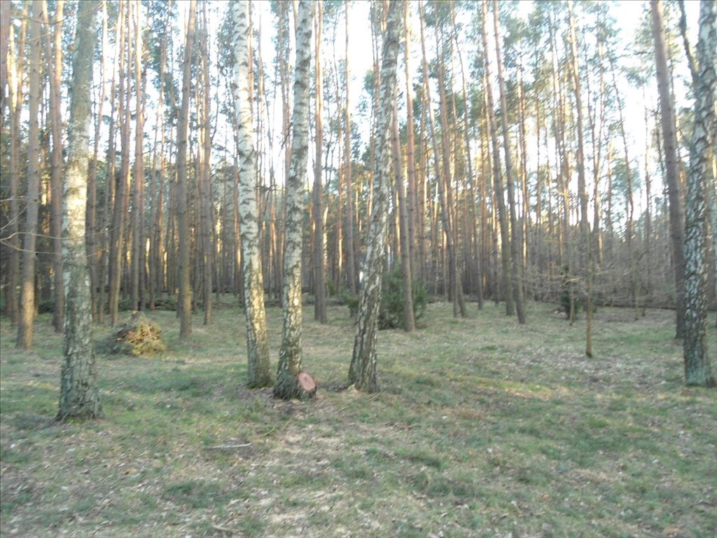 Działka budowlana na sprzedaż Otwock  4 500m2 Foto 3