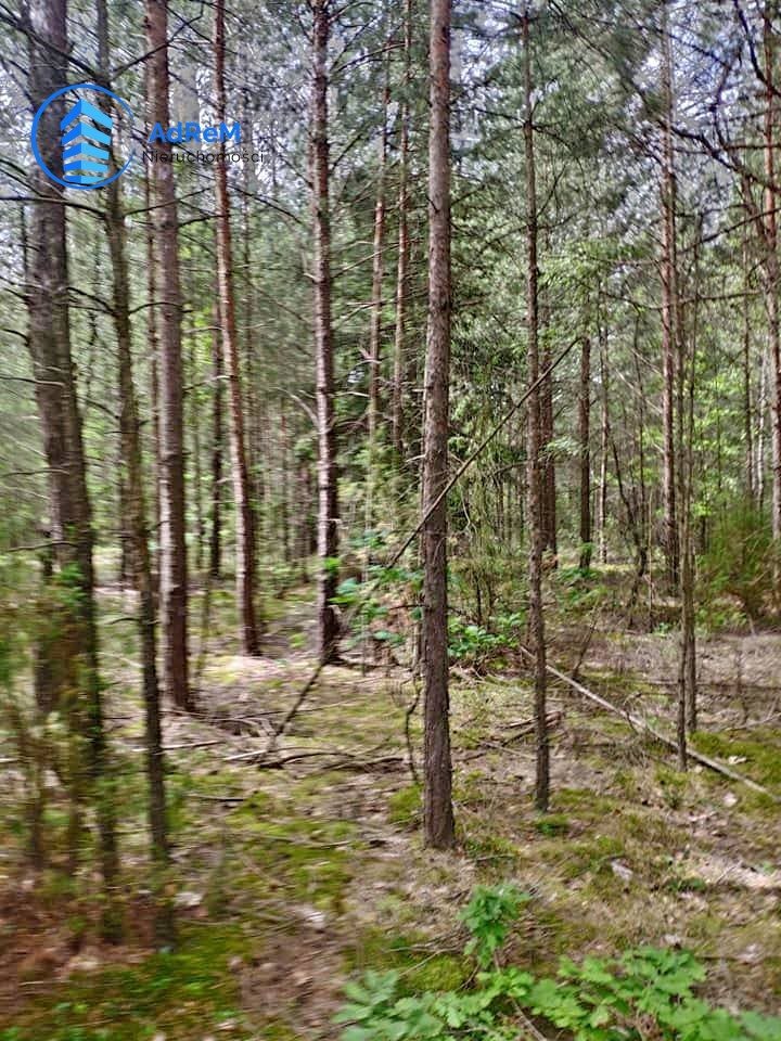 Działka leśna na sprzedaż Knyszyn  56 500m2 Foto 1