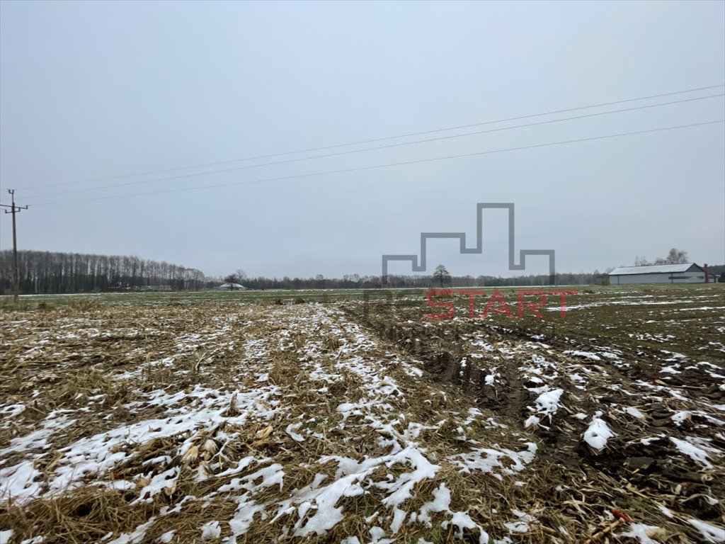 Działka 1,5 ha z możliwością podziału i warunkami zabudowy Studzieniec  14 599m2 Foto 1