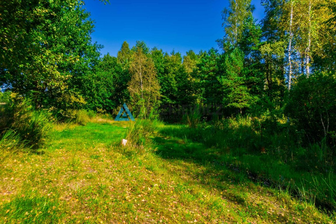 Działka leśna na sprzedaż Staniszewo  7 300m2 Foto 5