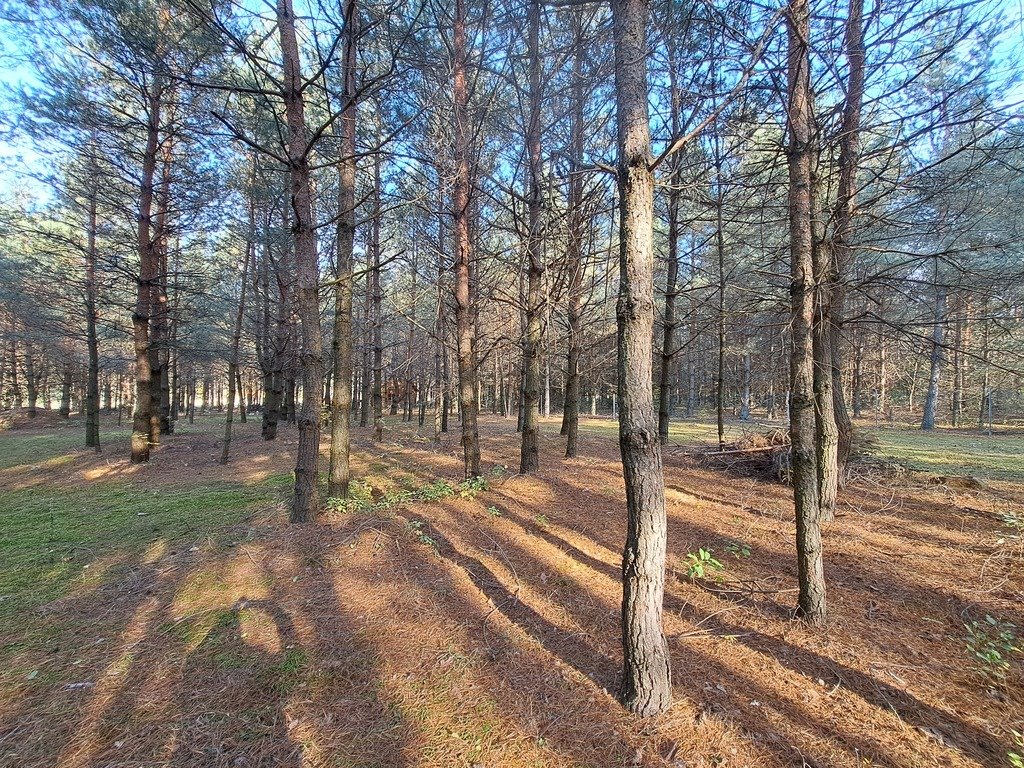 Działka leśna z prawem budowy na sprzedaż Nowe Mierzwice  1 500m2 Foto 4