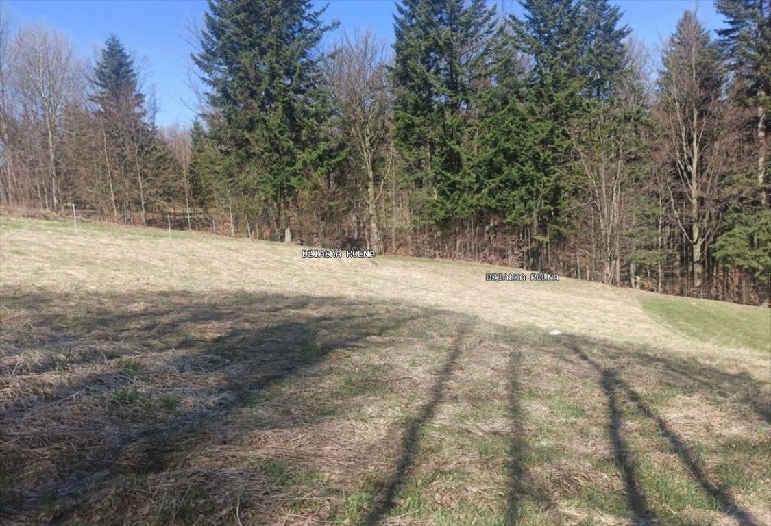 Działka budowlana na sprzedaż Laliki  3 347m2 Foto 3