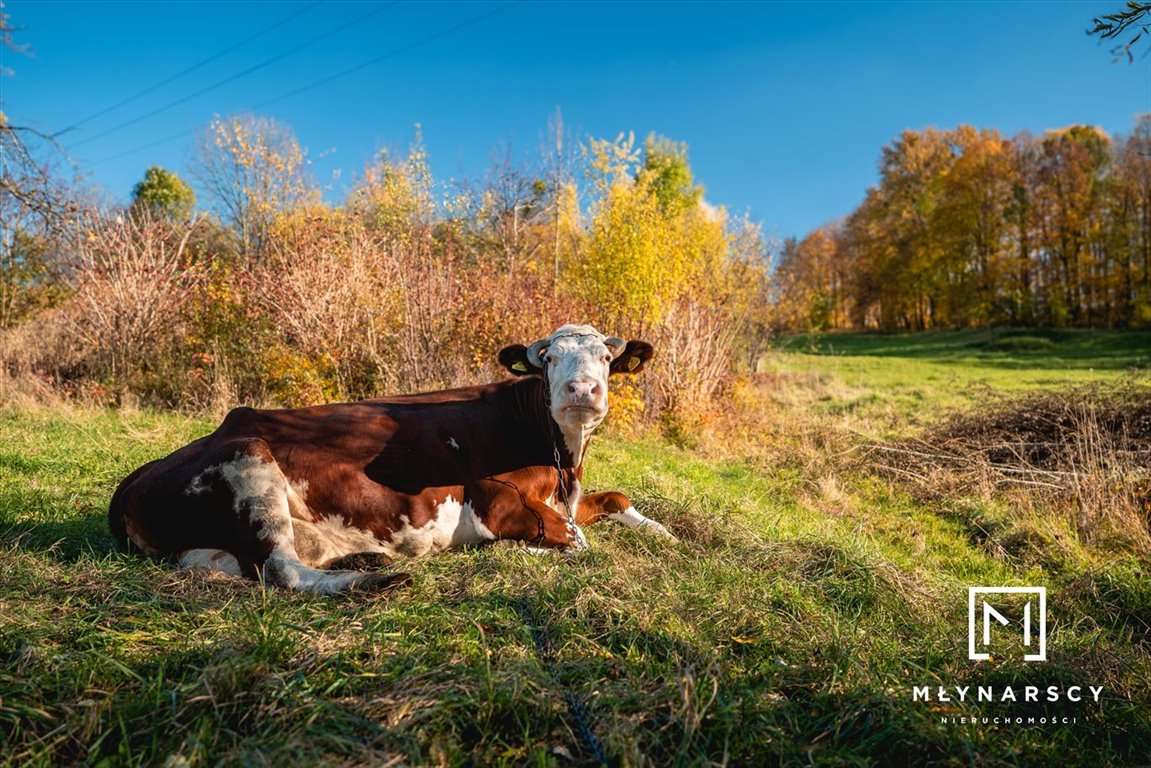 Działka budowlana na sprzedaż Jasienica, Jasienica  1 000m2 Foto 5