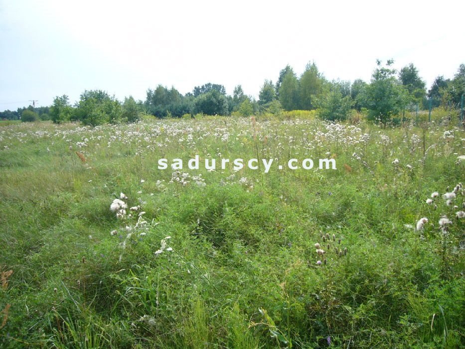 Działka budowlana na sprzedaż Władysławów  1 000m2 Foto 5