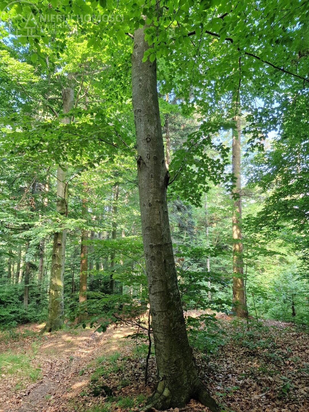 Działka leśna na sprzedaż Jodłówka Tuchowska  21 600m2 Foto 14