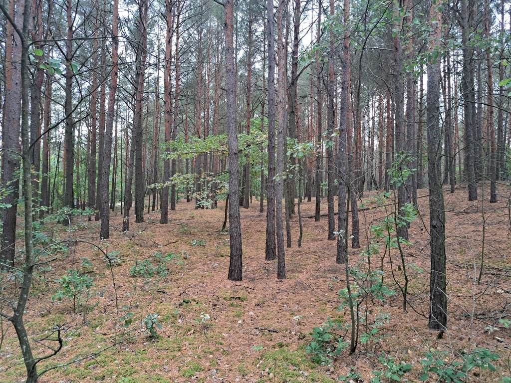 Działka rolna na sprzedaż Olszewka  43 000m2 Foto 7