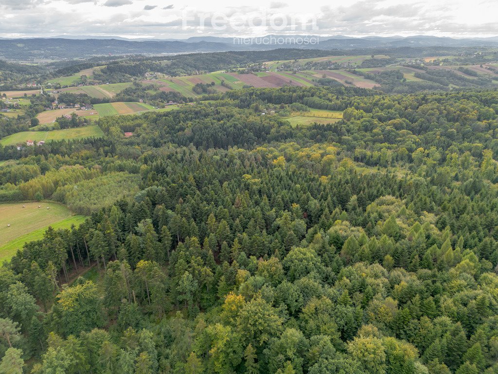 Działka leśna na sprzedaż Olszyny  9 790m2 Foto 10