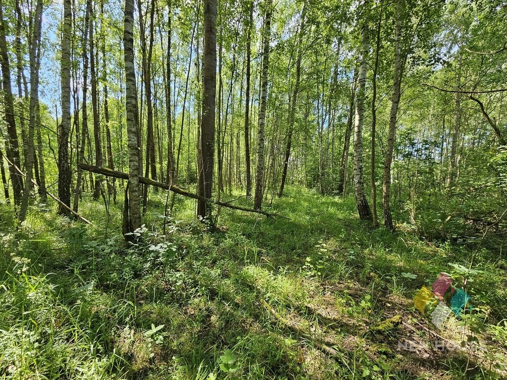 Działka siedliskowa na sprzedaż Próle  38 100m2 Foto 3