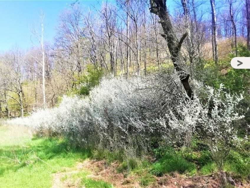 Działka budowlana na sprzedaż Chwaliszów, Chwaliszów  2 073m2 Foto 4