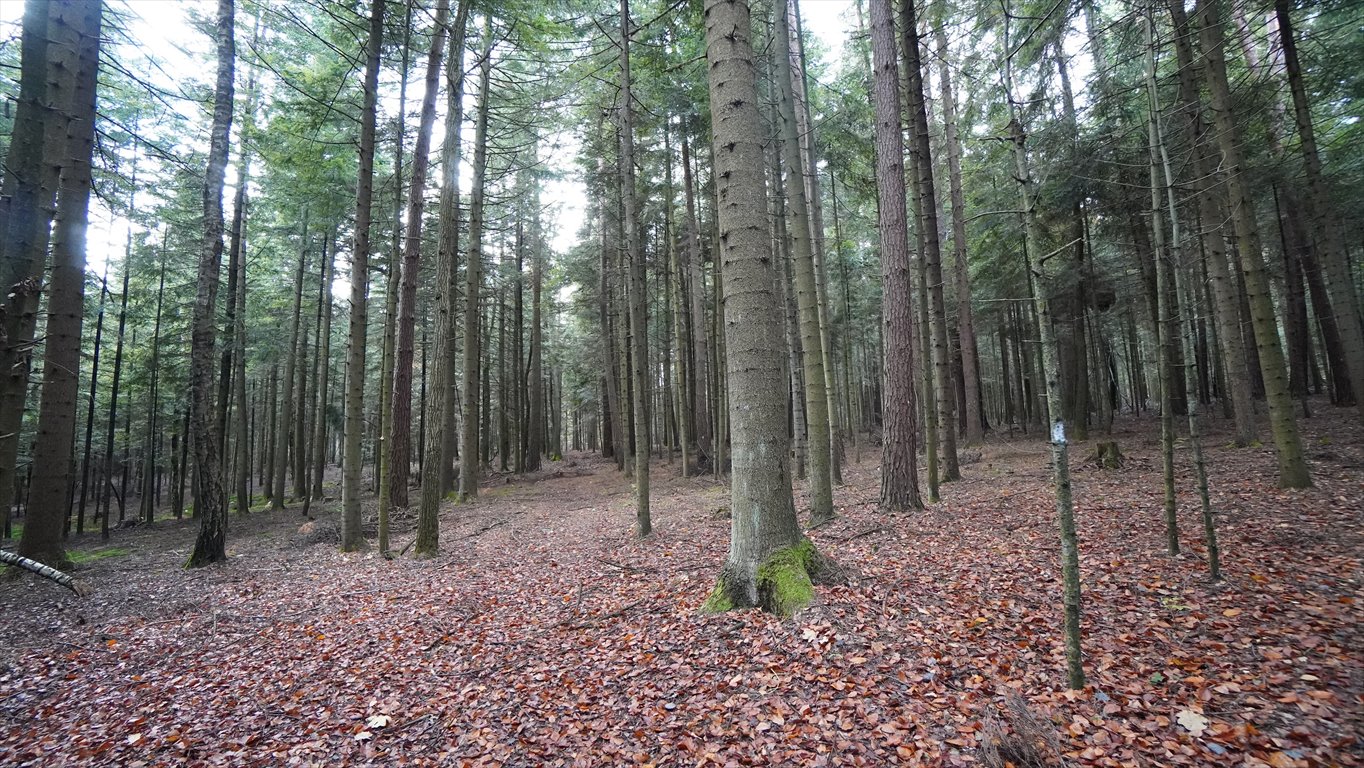 Działka leśna na sprzedaż Jodłowa  17 600m2 Foto 3