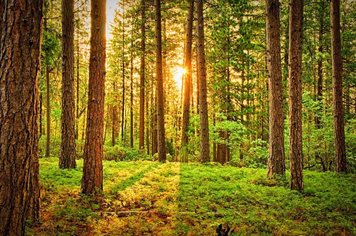 Działka leśna na sprzedaż Zalesie  6 800m2 Foto 1