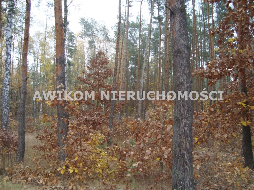 Działki budowlane 1500 m² w Ojrzanowie, las, media Ojrzanów  1 568m2 Foto 1