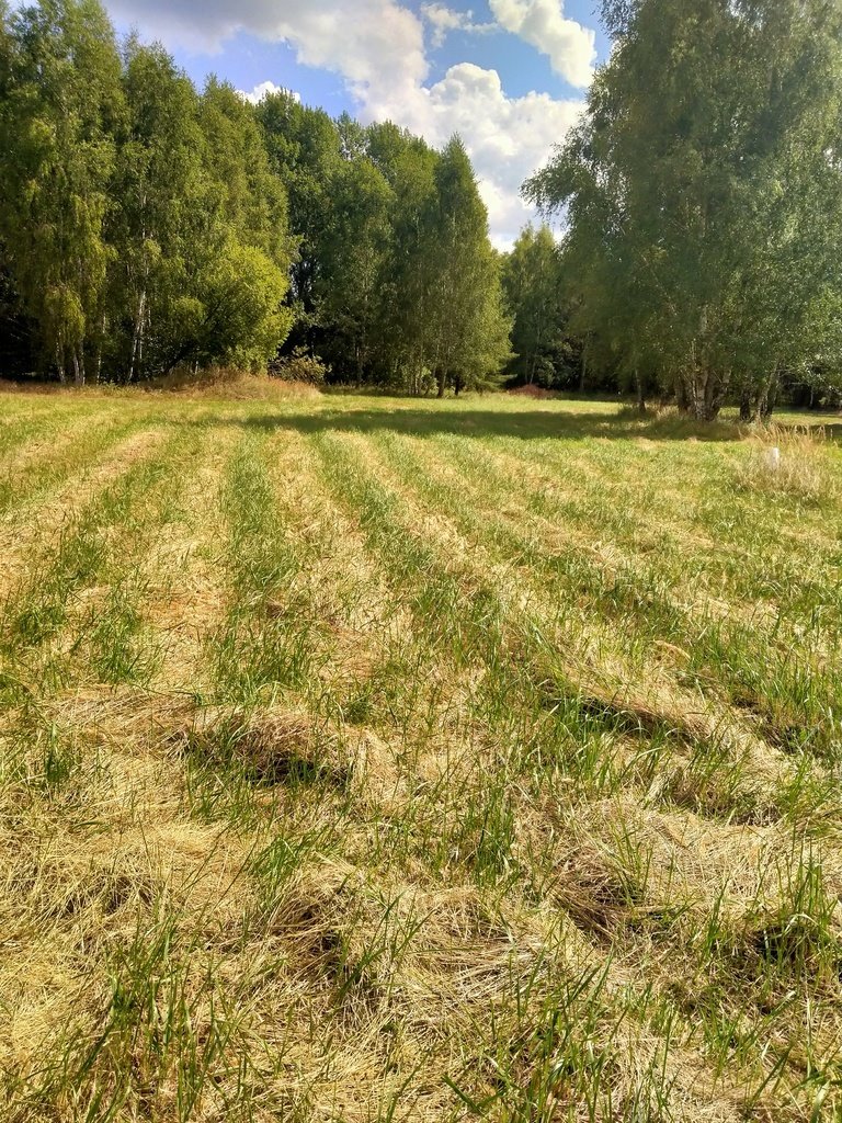 Działka 0,32 ha w otoczeniu lasu, media, podział, zapraszam Grzepnica  3 179m2 Foto 1