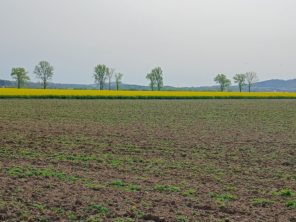 Działka inna na sprzedaż Mściwojów  2 500m2 Foto 3