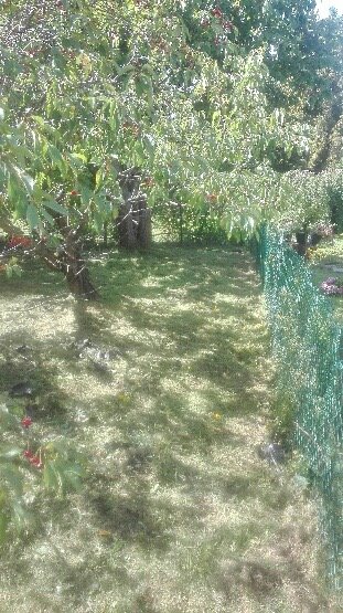 Działka 420 m² z drzewami i domkiem do remontu Gdańsk, Siedlce, Cedrowa  420m2 Foto 1