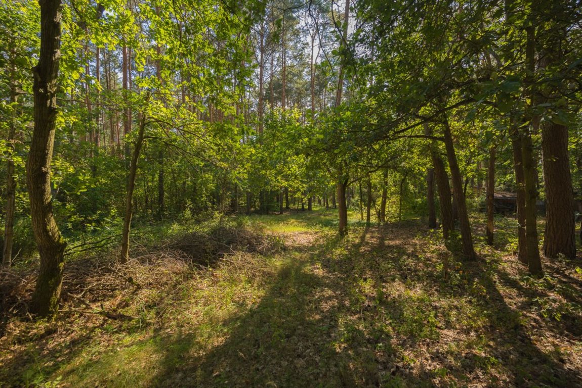 Działka leśna na sprzedaż Poddębie, Brzozowa  1 353m2 Foto 4