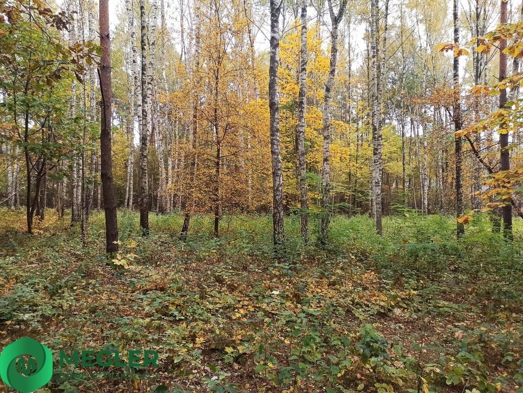 Działka leśna na sprzedaż Siestrzeń  11 293m2 Foto 4