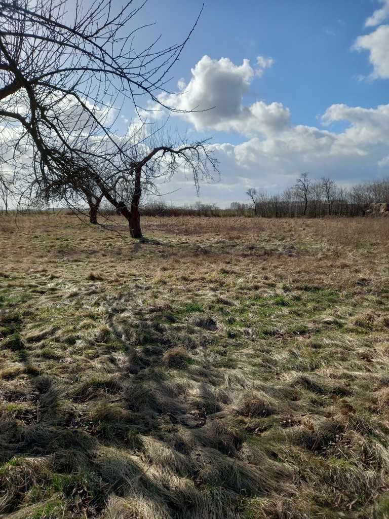 Działka inna na sprzedaż Ścinawa  3 000m2 Foto 3