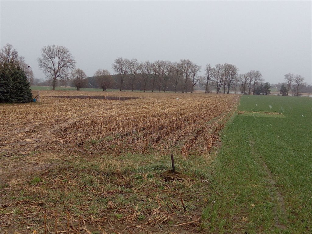 Działka budowlana na sprzedaż Kłecko, Gorzuchowo  1 267m2 Foto 11