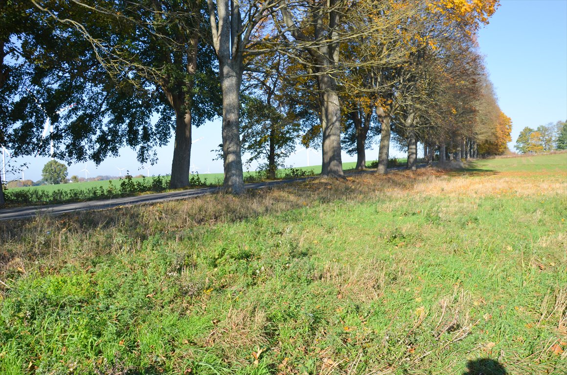 Działka siedliskowa na sprzedaż Borkowo  3 000m2 Foto 6