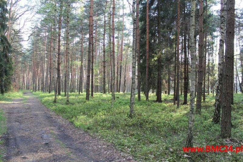 Działka leśna na sprzedaż Mikołeska, Pniowiecka  16 200m2 Foto 2