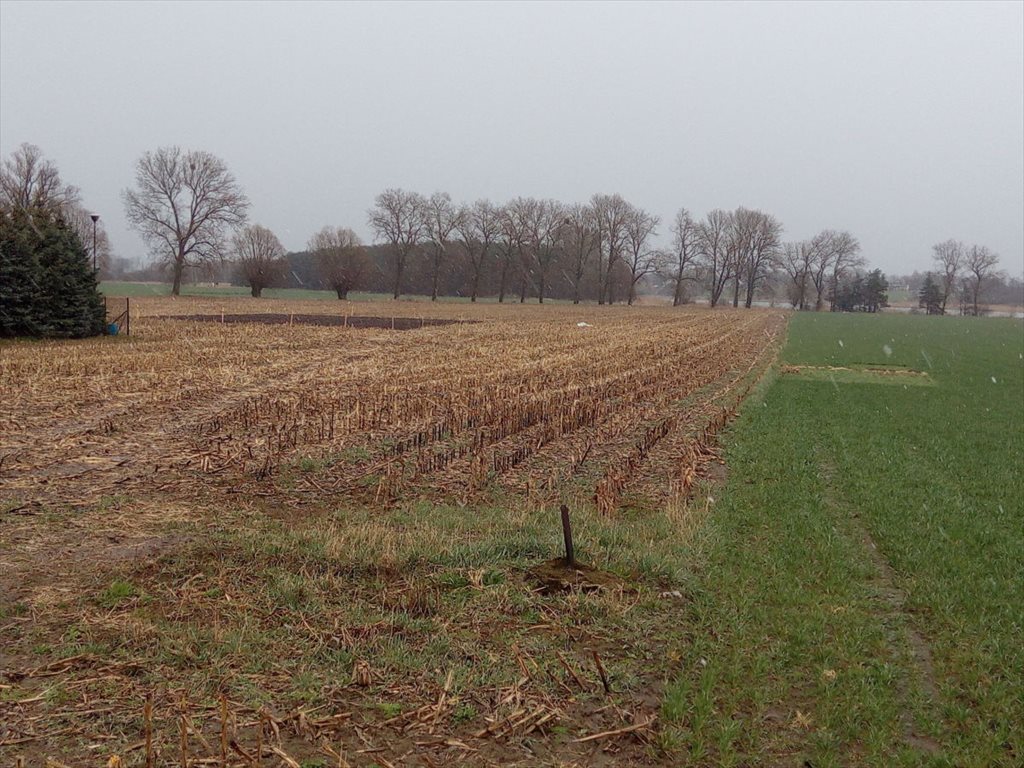 Działka budowlana na sprzedaż Kłecko, Gorzuchowo  1 540m2 Foto 11