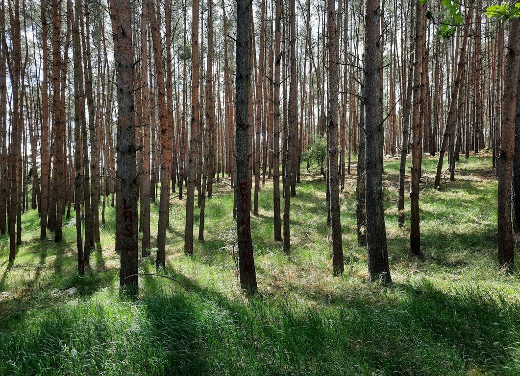 Działka leśna na sprzedaż Drewno  244 700m2 Foto 1