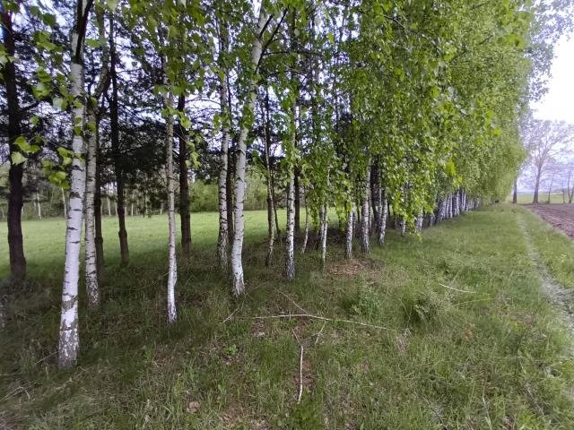 Działka rolna na sprzedaż Smogorzewo Pańskie  58 800m2 Foto 15