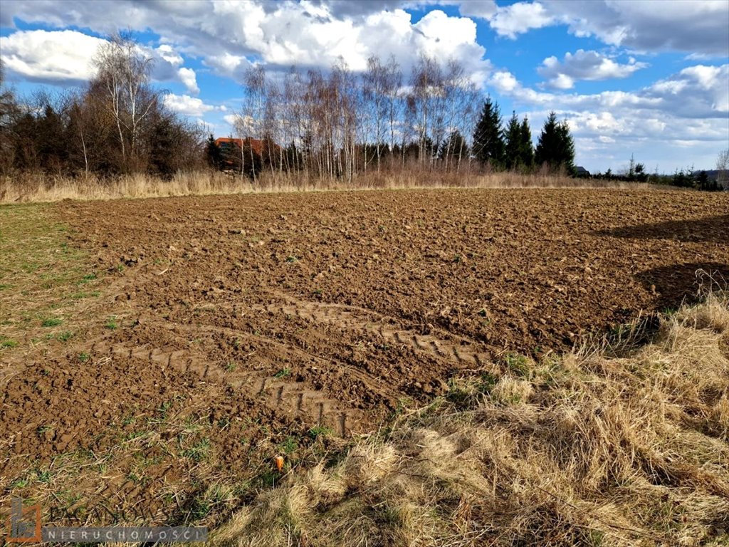Zdjęcie 7