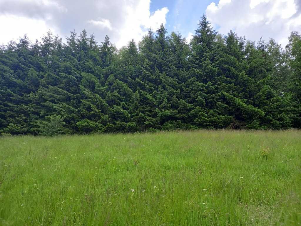 Działka 6367 m² z widokiem na las i strumyk w Walim Walim  6 367m2 Foto 1