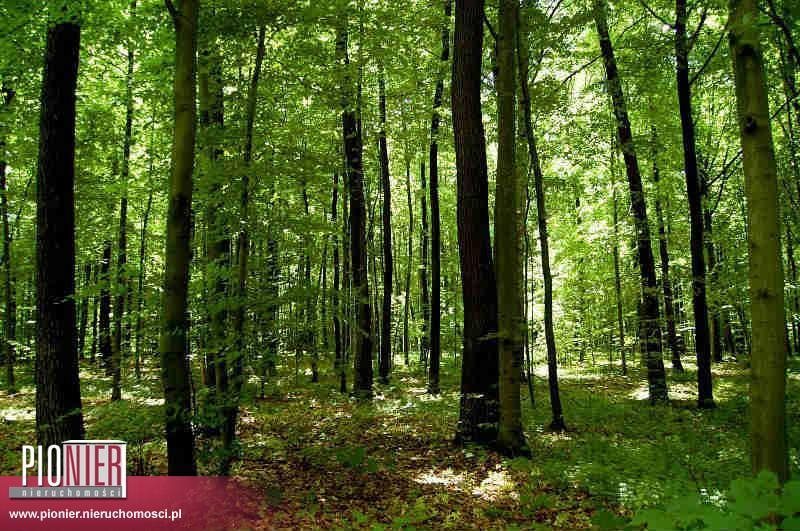 Działka leśna na sprzedaż Lipusz 182 000m2 Foto 1 Działka leśna na sprzedaż Lipusz 182 000m2 Foto 1