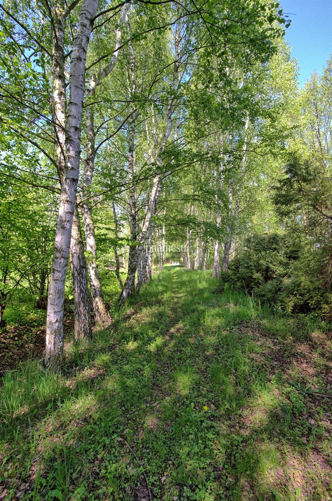 Dom na sprzedaż Śliwice, Aleja Dębowa  250m2 Foto 6