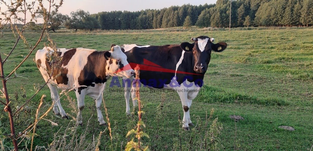 Działka budowlana na sprzedaż Strzelniki  3 900m2 Foto 8