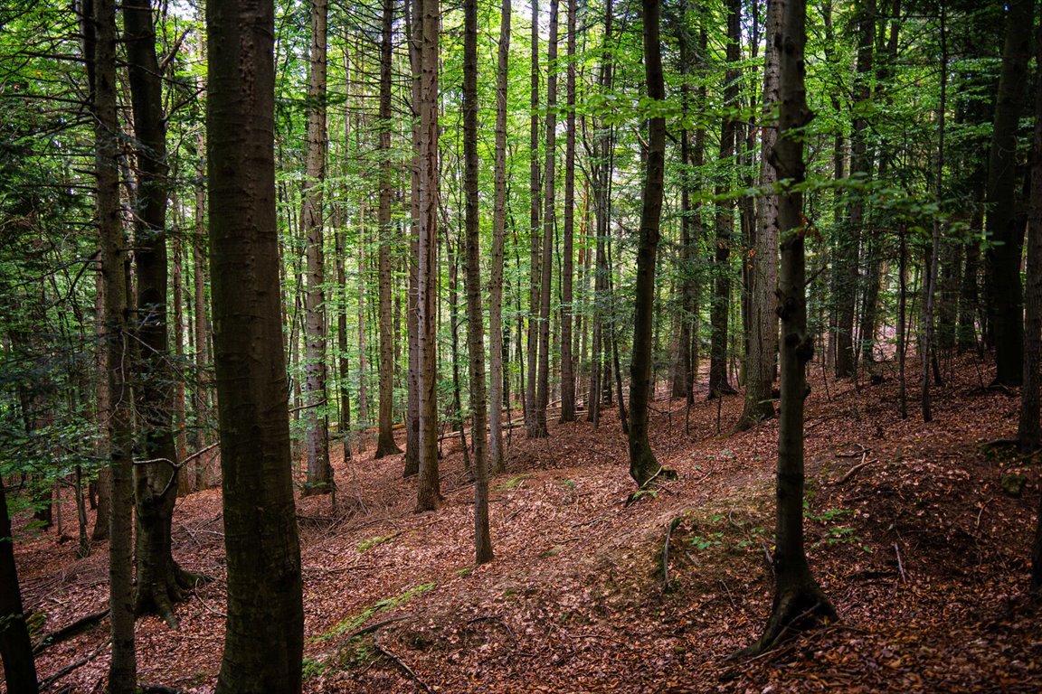 Działka leśna na sprzedaż Łęki  5 800m2 Foto 14