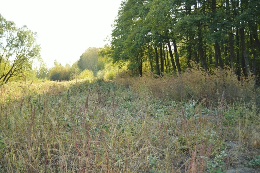 Działka budowlana na sprzedaż Sierzchów, Mazowiecka  10 500m2 Foto 7