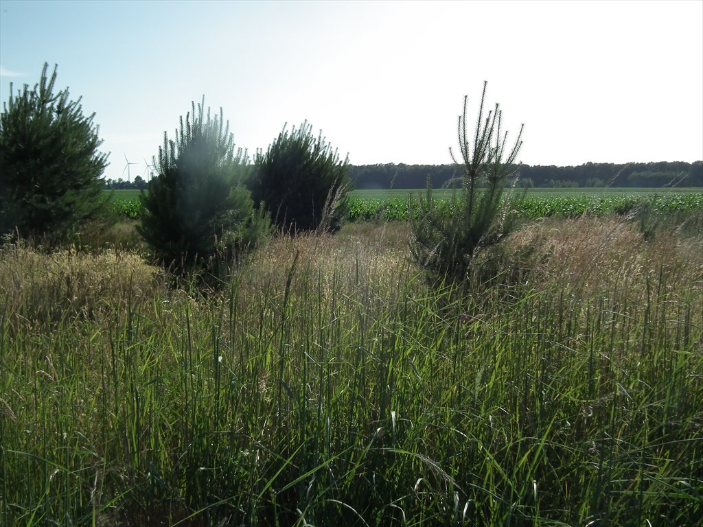 Działka budowlana na sprzedaż czarkow, koło wielowsi, rozana  750m2 Foto 3