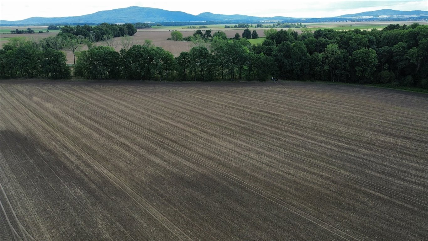 Działka rolna 11,15 ha - wysokiej klasy grunty w Kraskowie Krasków  111 500m2 Foto 1