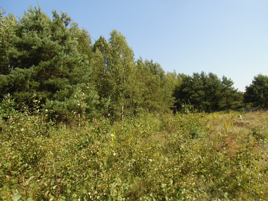 Działka budowlana na sprzedaż Kielno  9 228m2 Foto 4