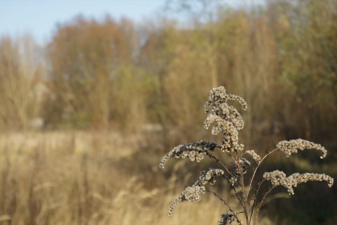 Działka budowlana na sprzedaż Czerwonak, Leśna  15 000m2 Foto 1