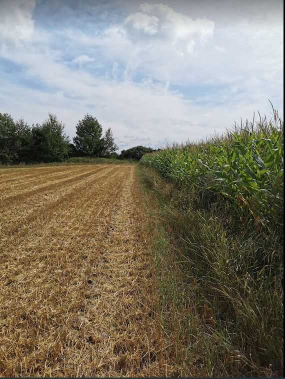 Działka rekreacyjna na sprzedaż Hrubieszów  5 000m2 Foto 7