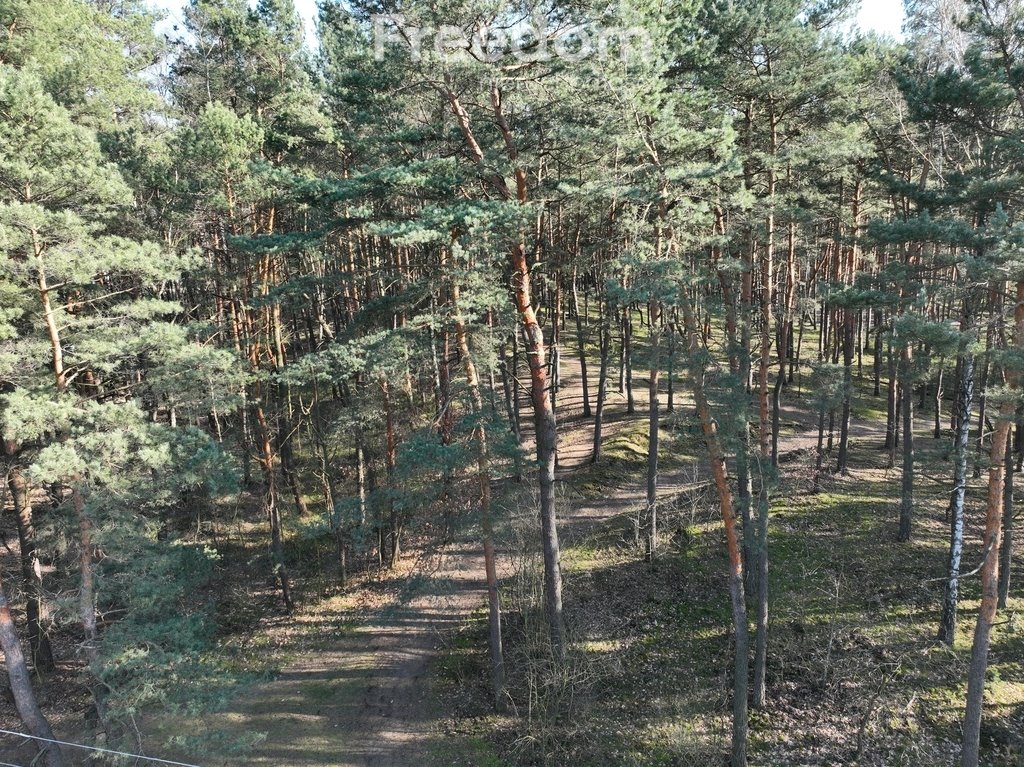 Działka leśna na sprzedaż Międzyborów  5 020m2 Foto 7