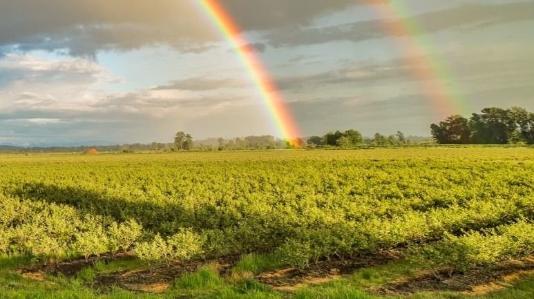 Działka rekreacyjna na sprzedaż Złotniki  1 900m2 Foto 2