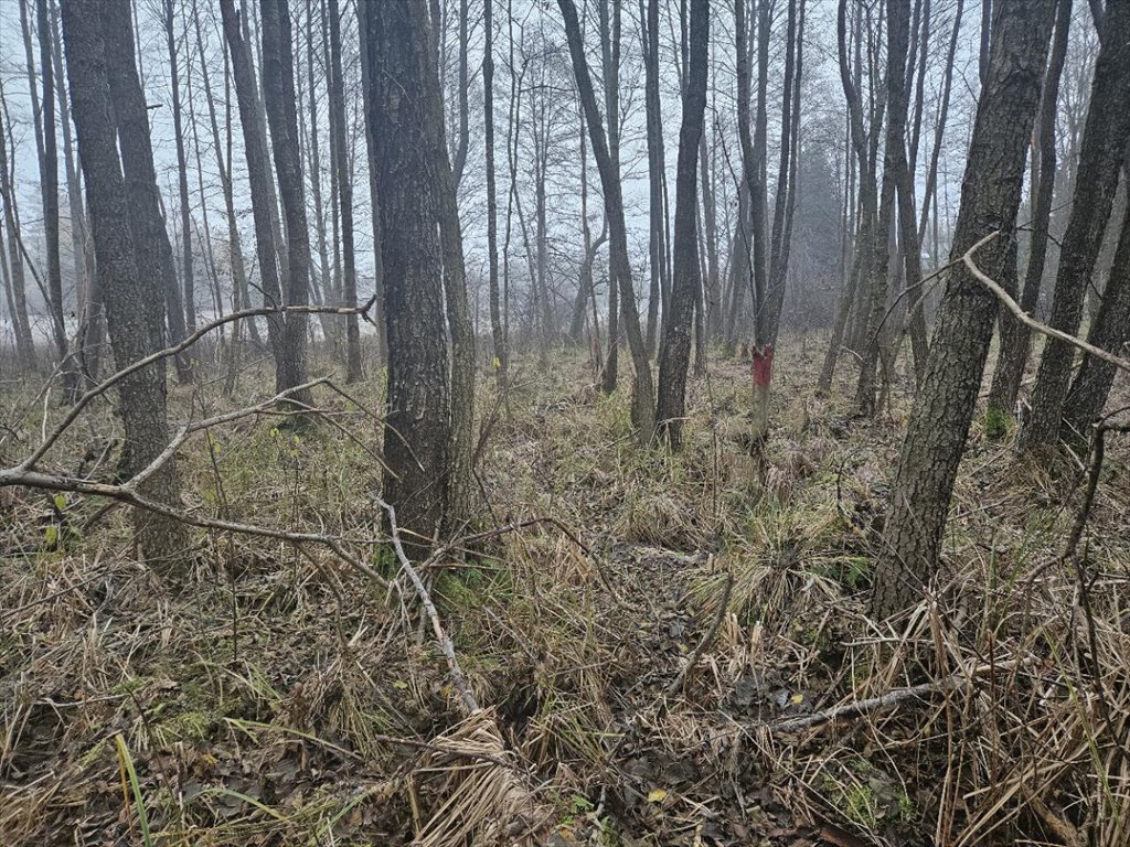 Działka rekreacyjna na sprzedaż Koczek  9 000m2 Foto 2