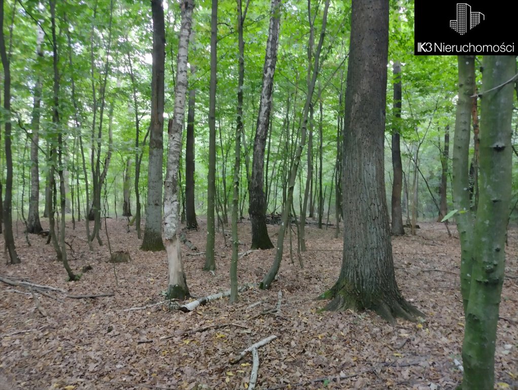 Działka leśna na sprzedaż Tończa, Osowiec  15 700m2 Foto 1