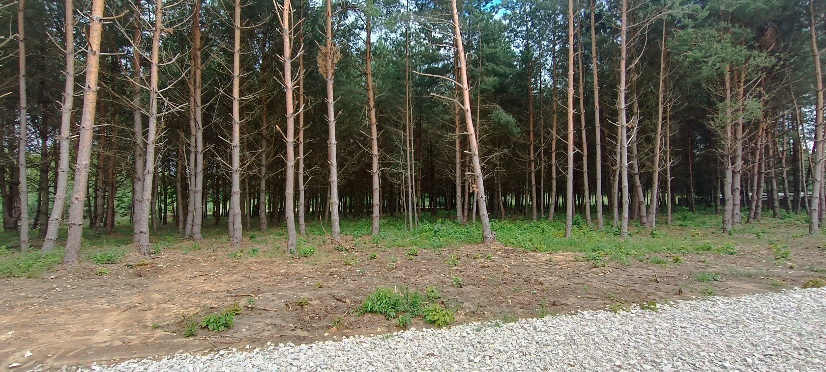 Działka budowlana na sprzedaż Daleszyce, Niwy  1 240m2 Foto 10